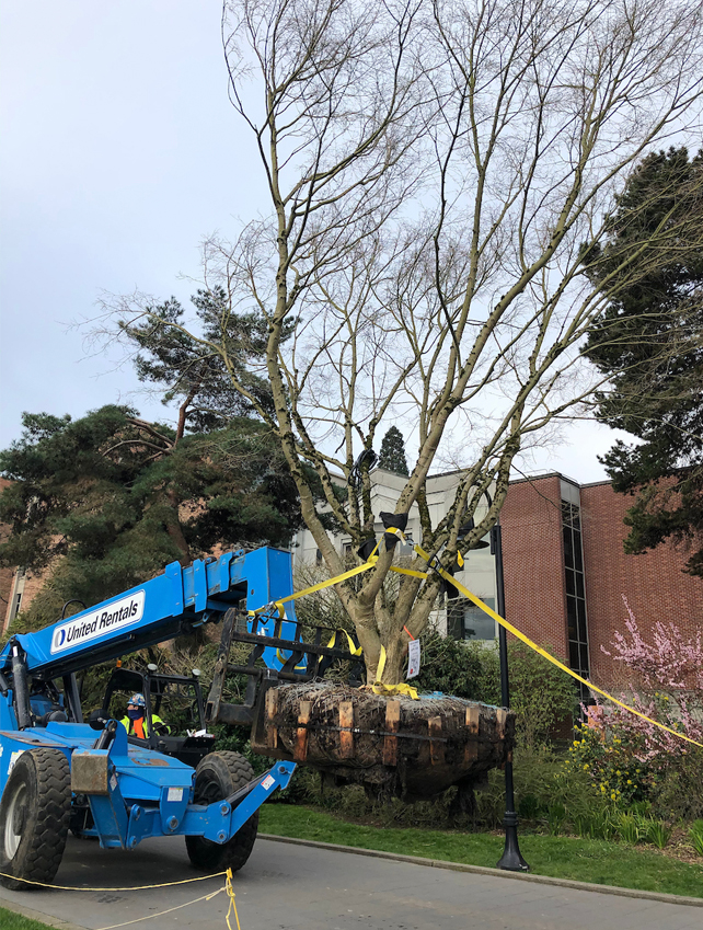 forklift moving tree