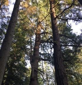 Trees in a forest