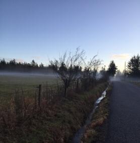 country road with mist