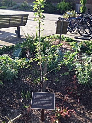 Sprouting apple tree