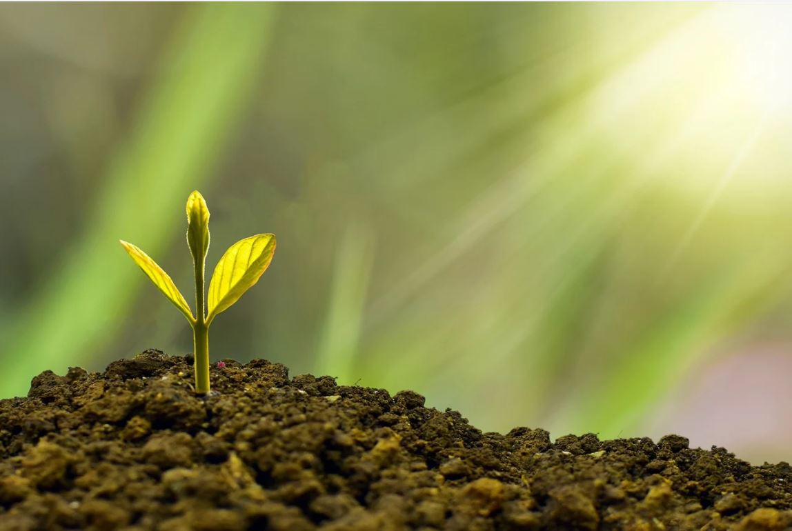 Small green sprout growing in the dirt. 