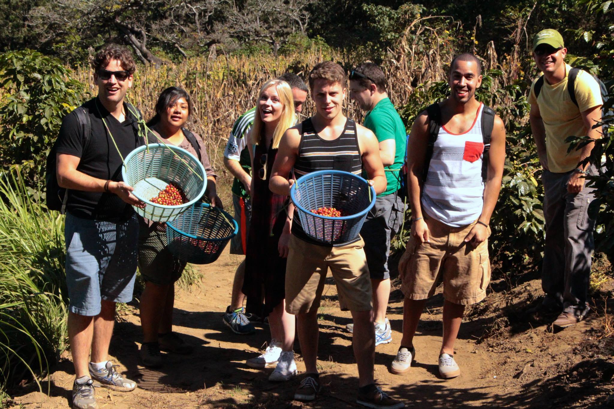 Students picking coffee in a Guatemalan coffee field