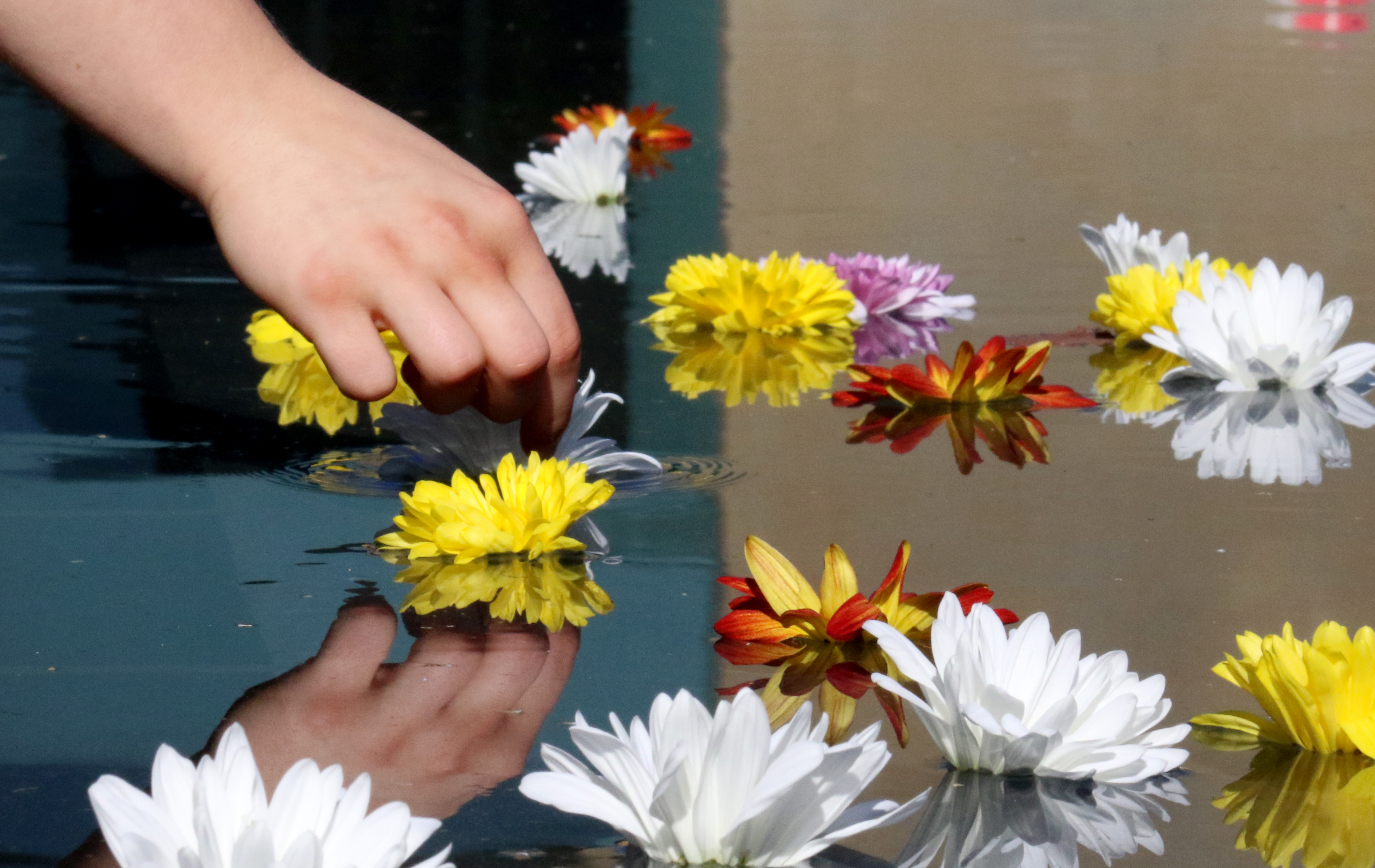 A person places a flower on the surface of the reflection pool water at the Chapel of St. Ignatius.