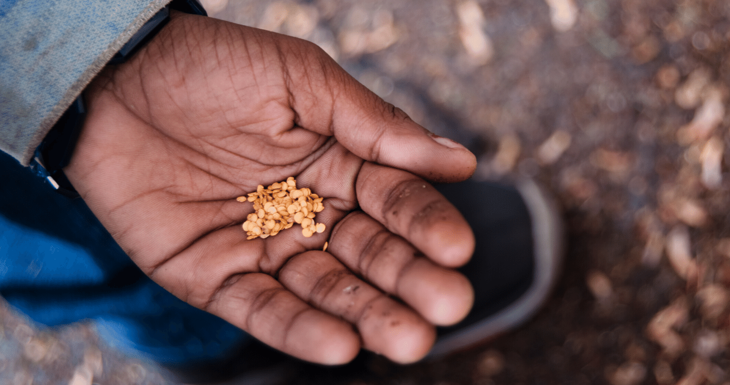 A hand is open with some seeds in the palm.