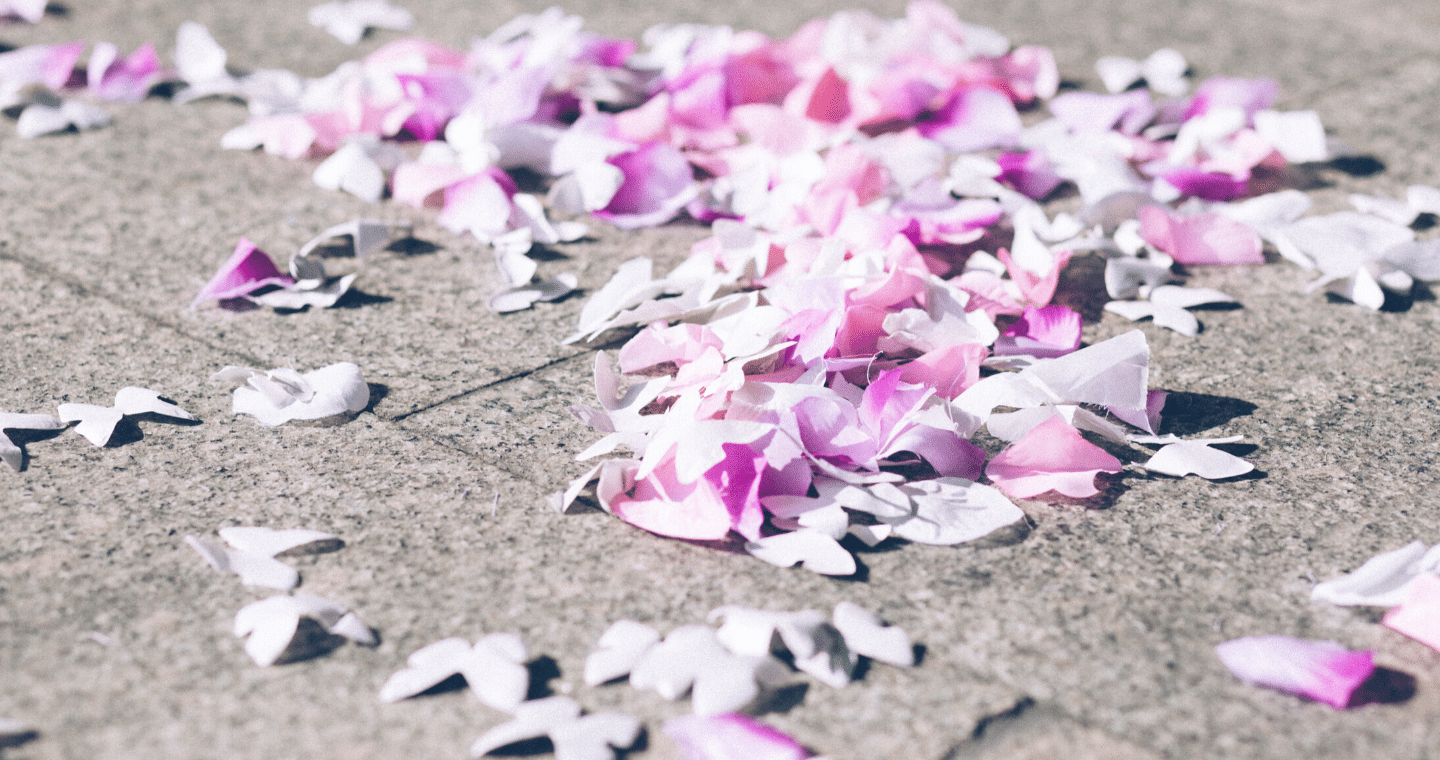 Pink petals scattered over a sidewalk, evoking the cherry blossom petals that can be found blanketing the ground in Seattle spring.