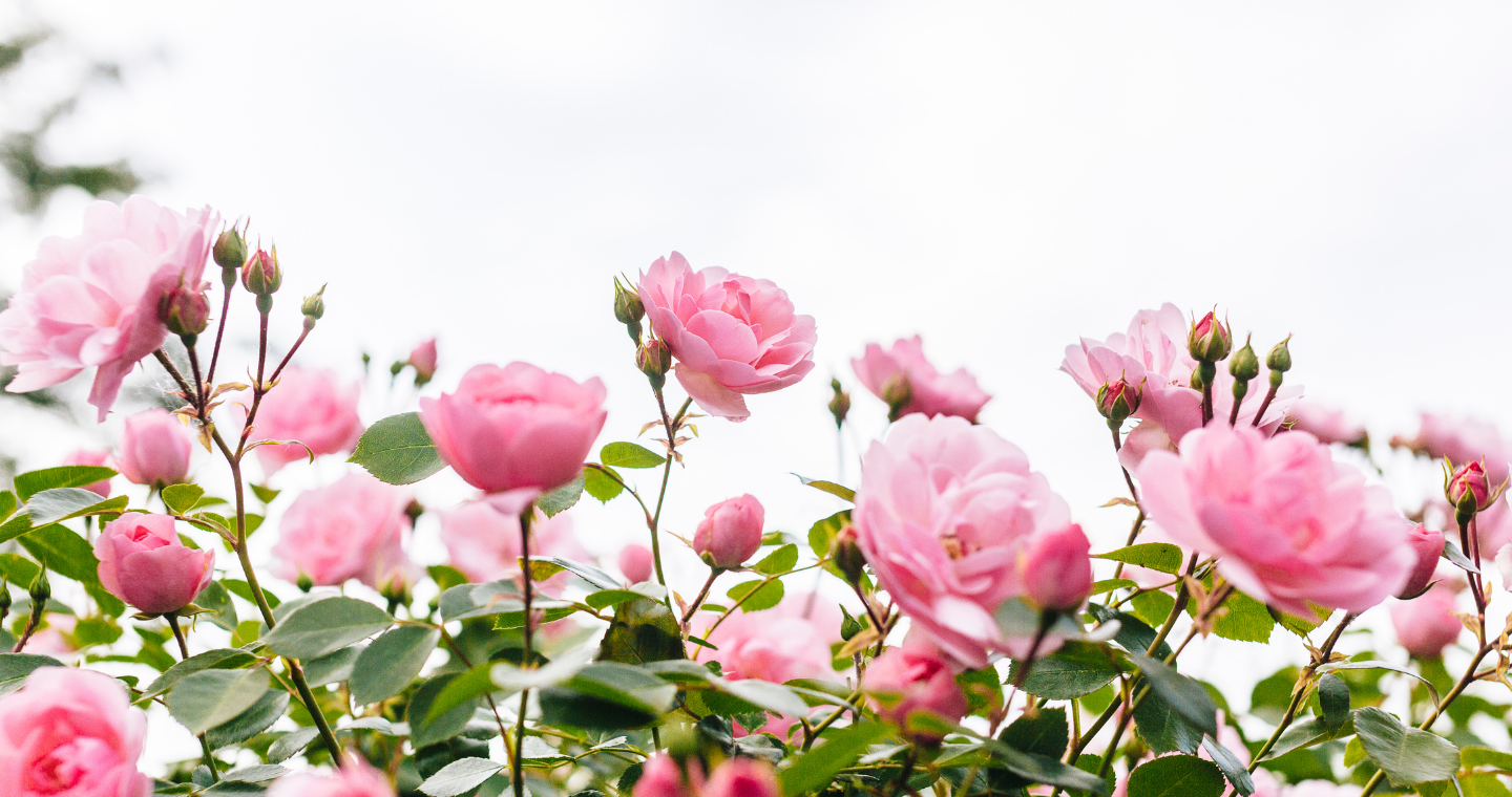 A close up of a shrub of pink roses