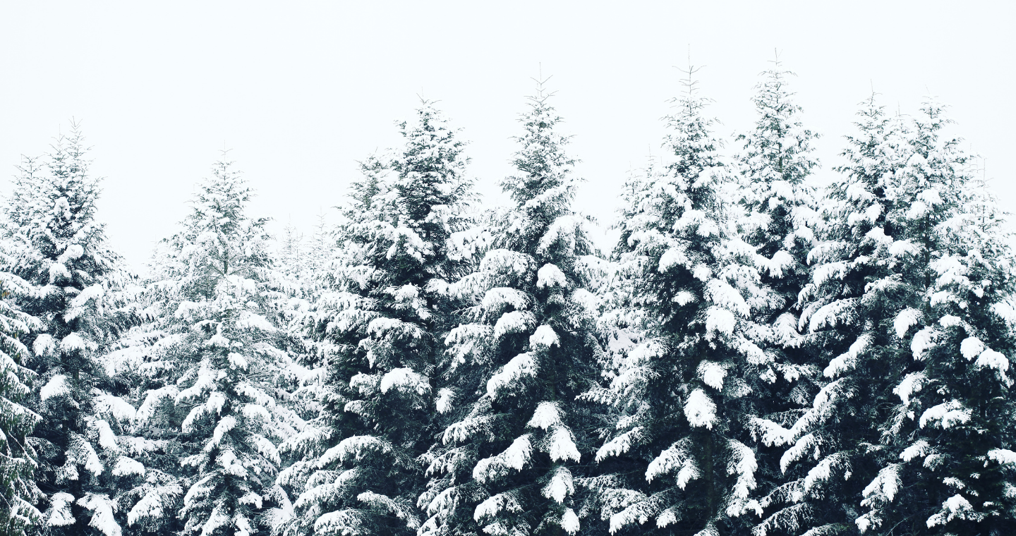 Evergreen trees topped with snow 