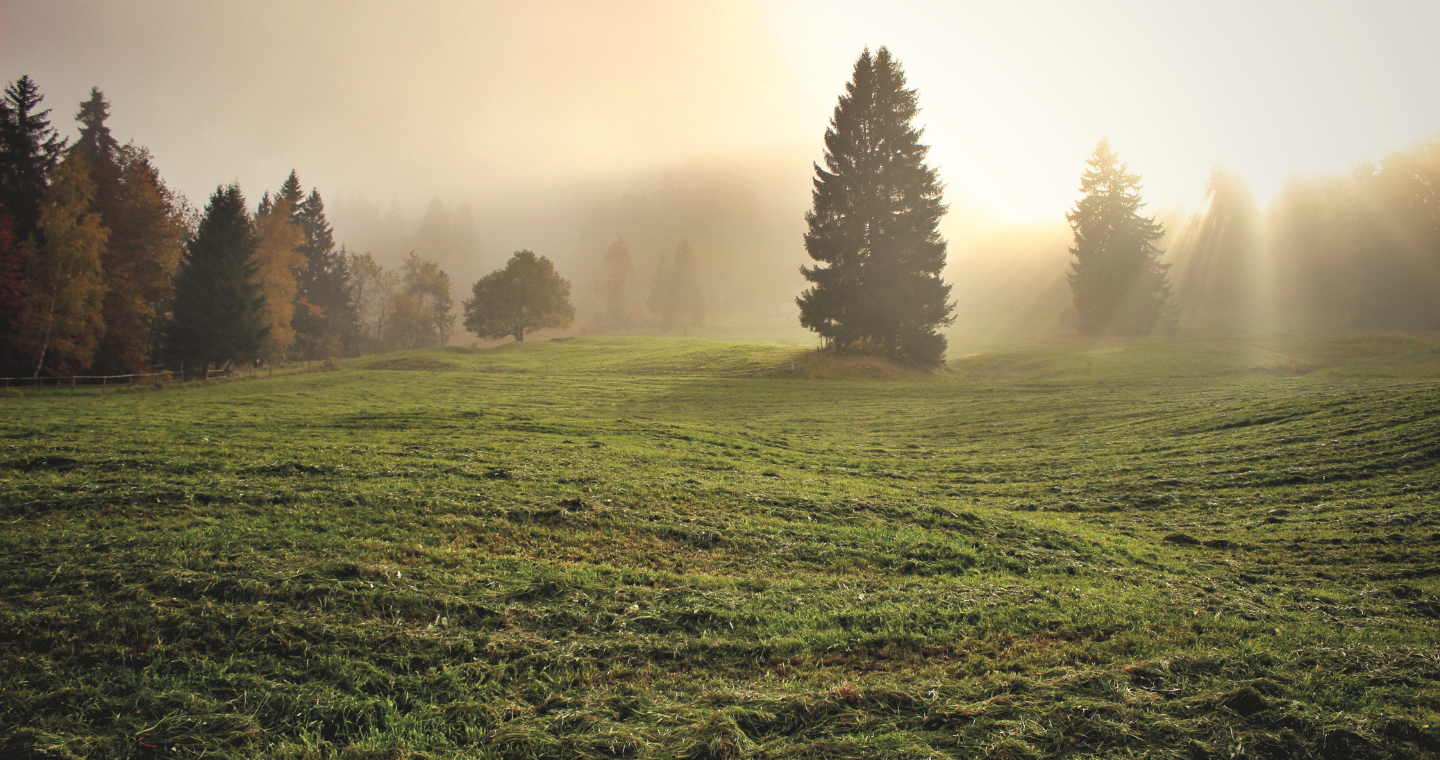 Dawn in a field of evergreens 