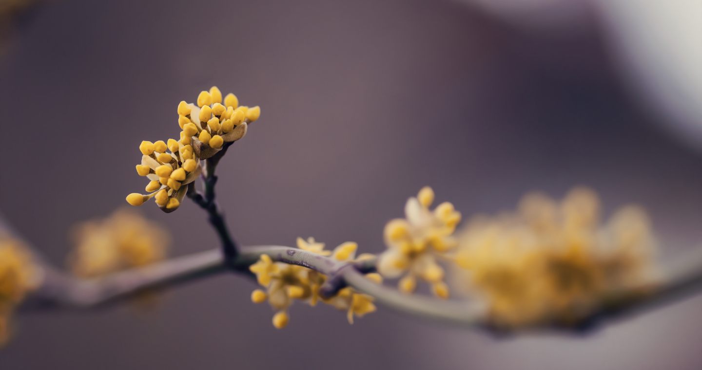 Close up of yellow flower buds growing on a branch 