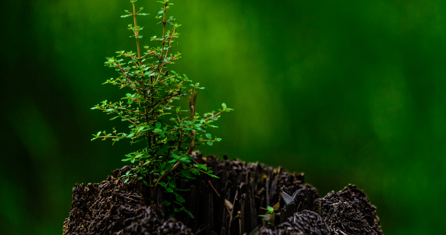 A small plant begins to grow from the stump of a tree.