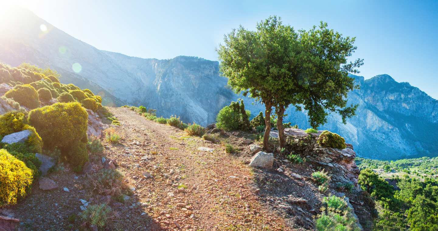 a path in the mountains with a tree on the edge of a cliff