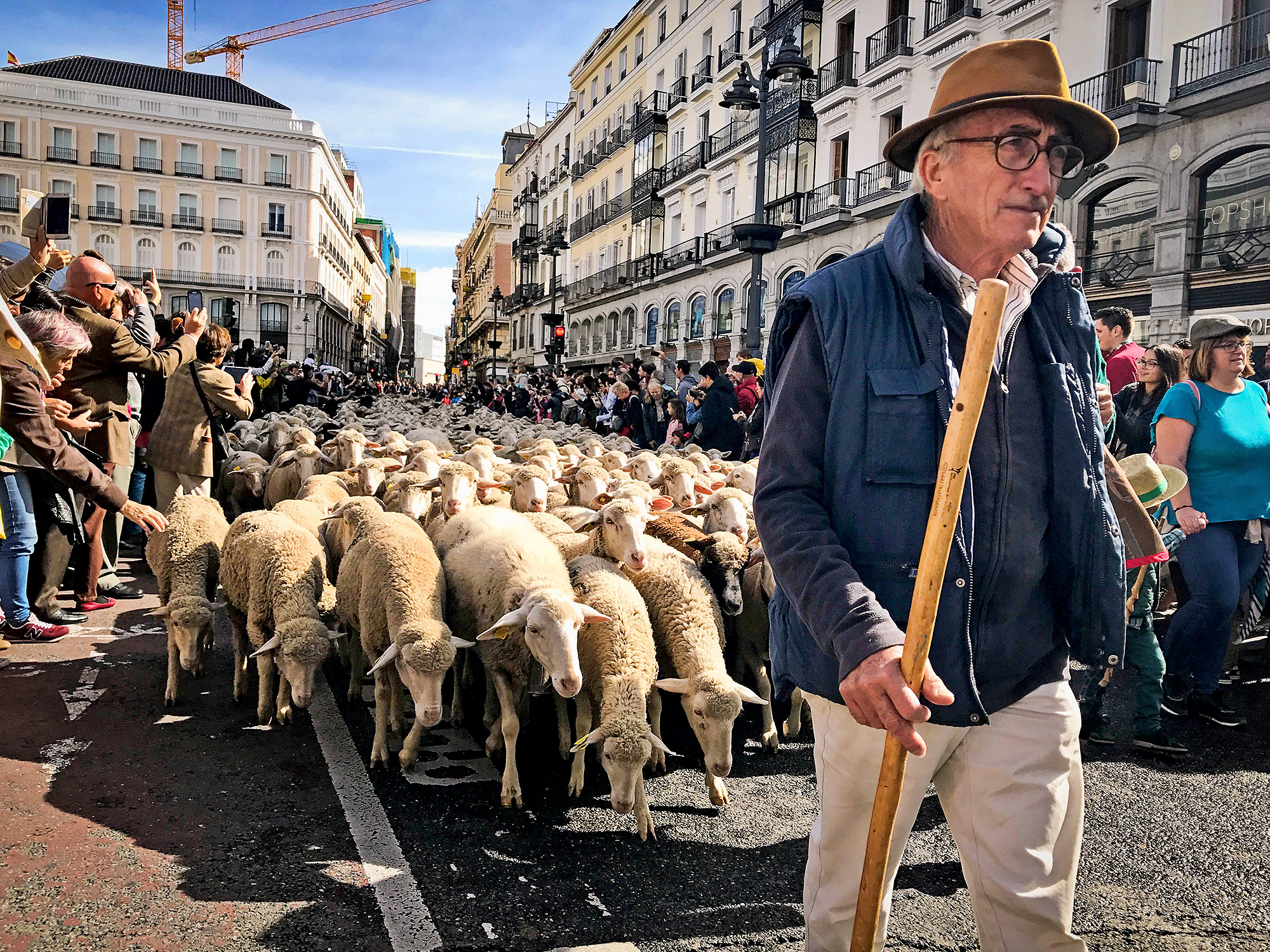 Shepherd and sheep move through town