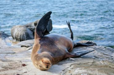 Sea lions on the rocks