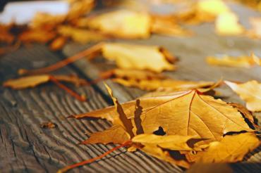 Close up of fall leaves