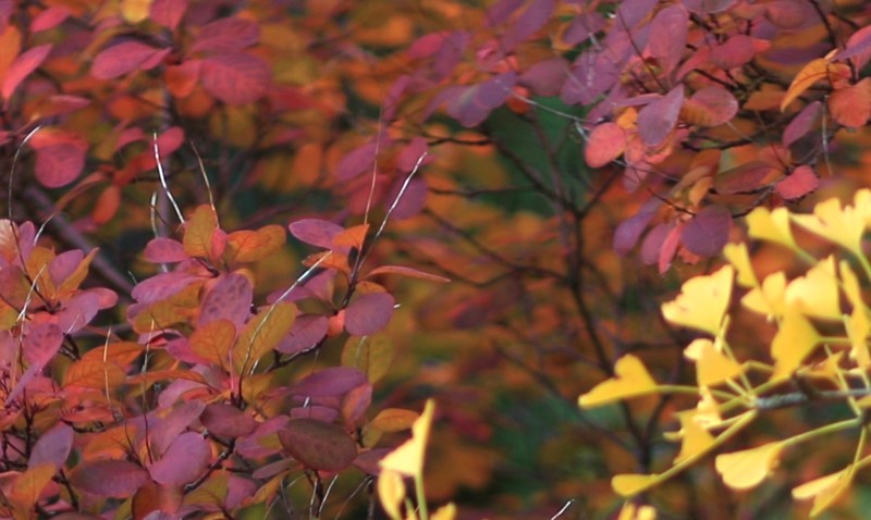 Barberry bushes in yellows and reds