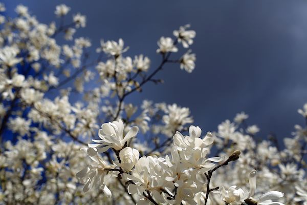 Campus tree blossoming against blue sky