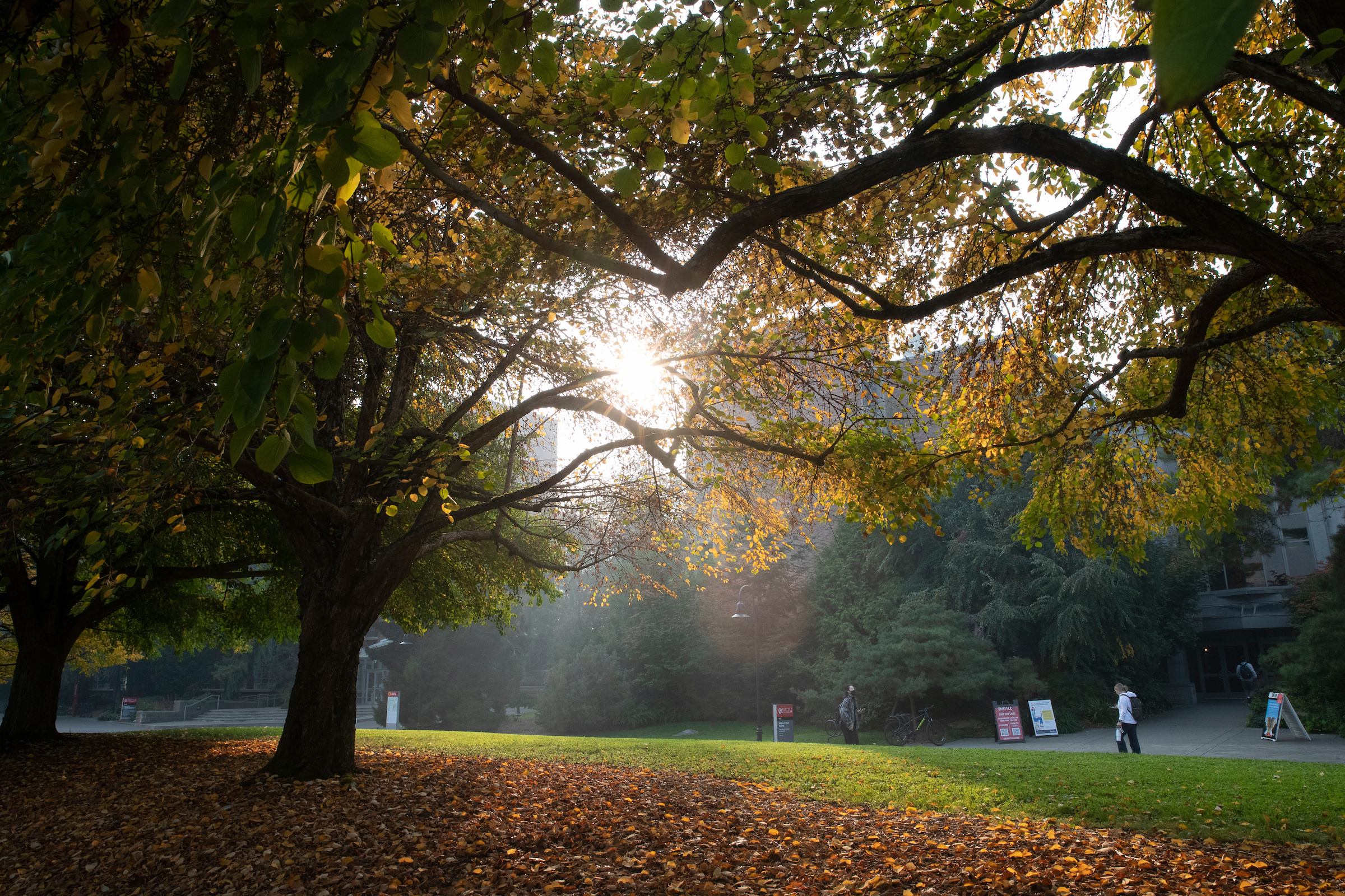 Tree on Campus