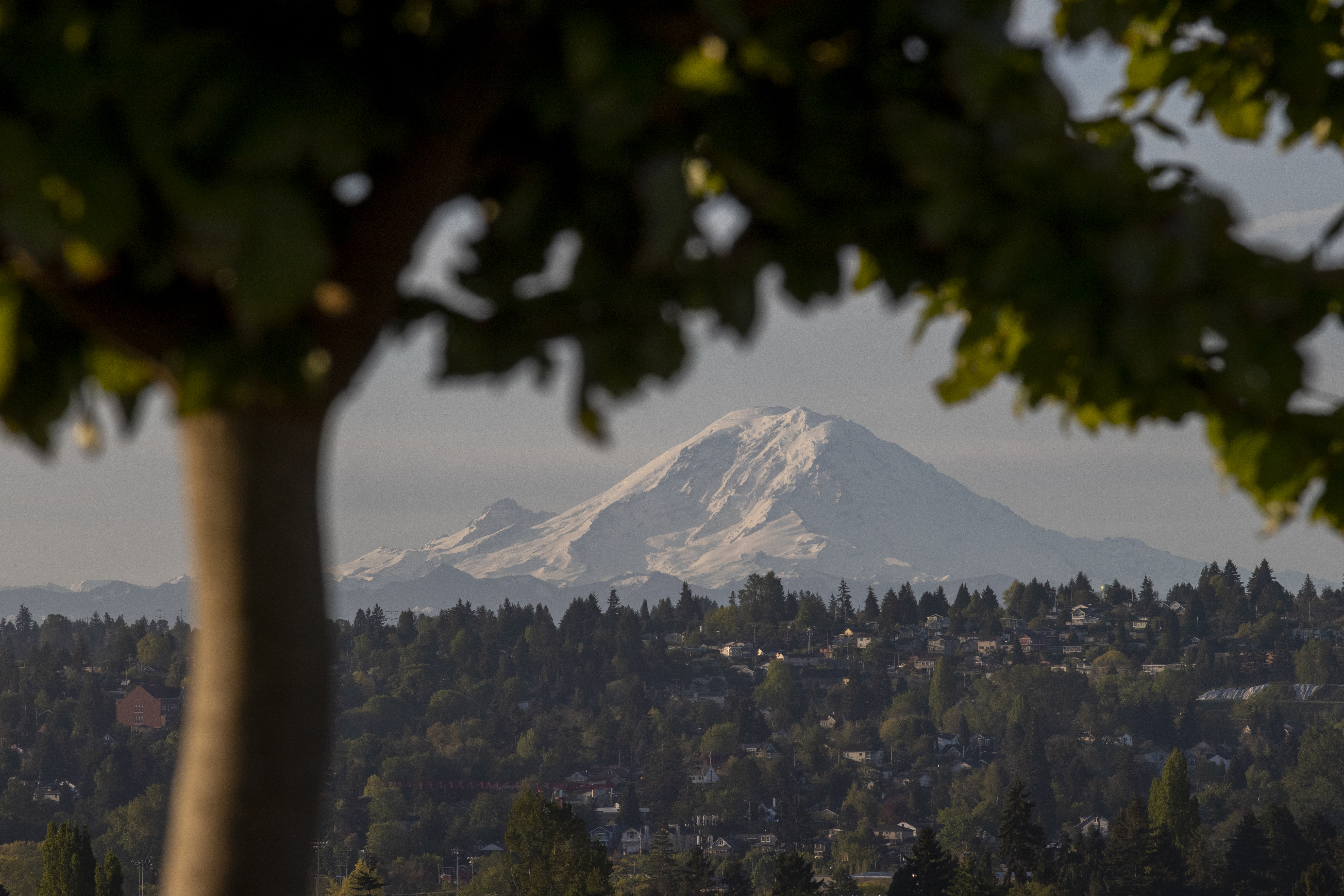 Mount Rainier with a tree in the foreground 