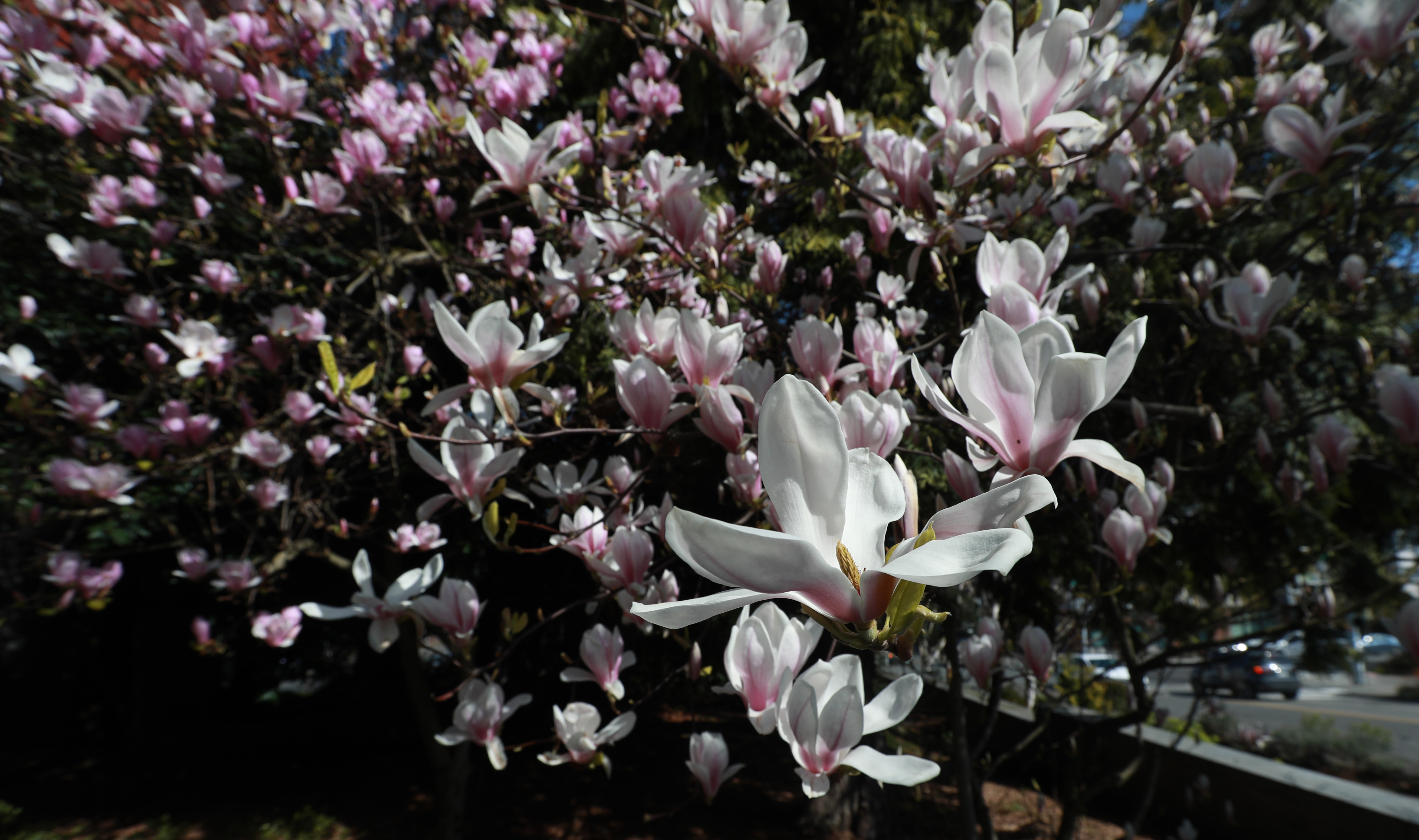 Pink and white flowers in spring bloom