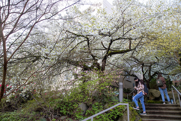 Blooming trees on Seattle U campus by stairs