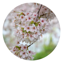 Photo of cherry blossoms on campus