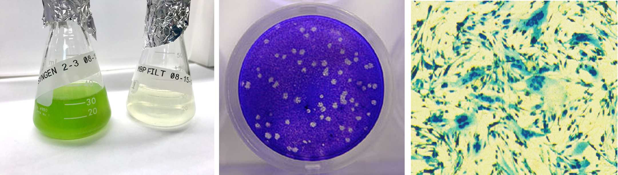 Different methods of viral staining and assays shown.