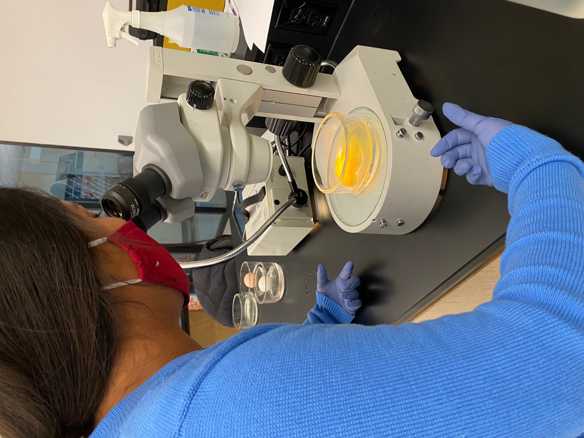 A student examines a chicken embryo 72 hours after fertilization.