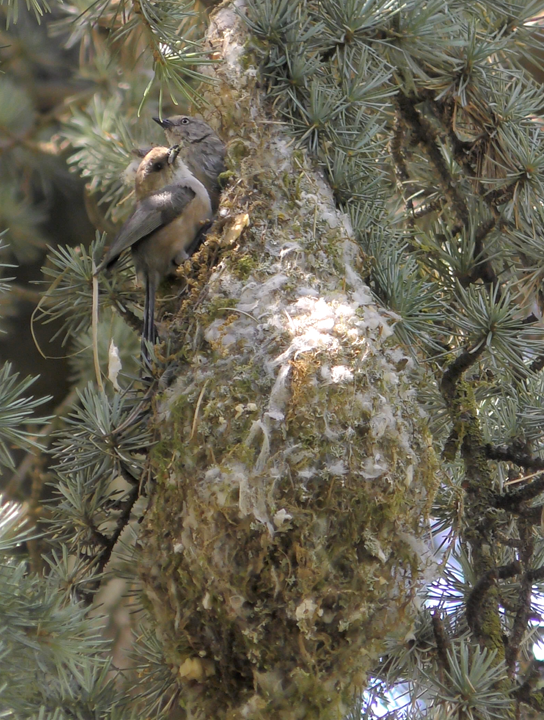 A bushtit rests gently near it's nest.