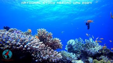 tropical fish swimming in a reef