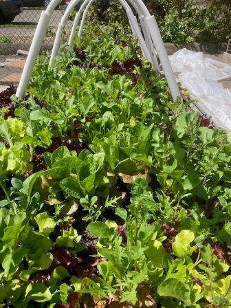 Greenhouse Interior