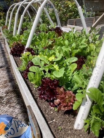 Greenhouse interior showing plants.