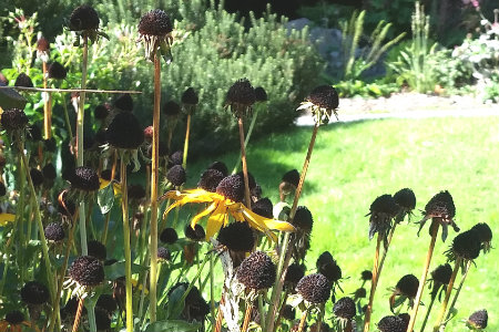 Seed heads