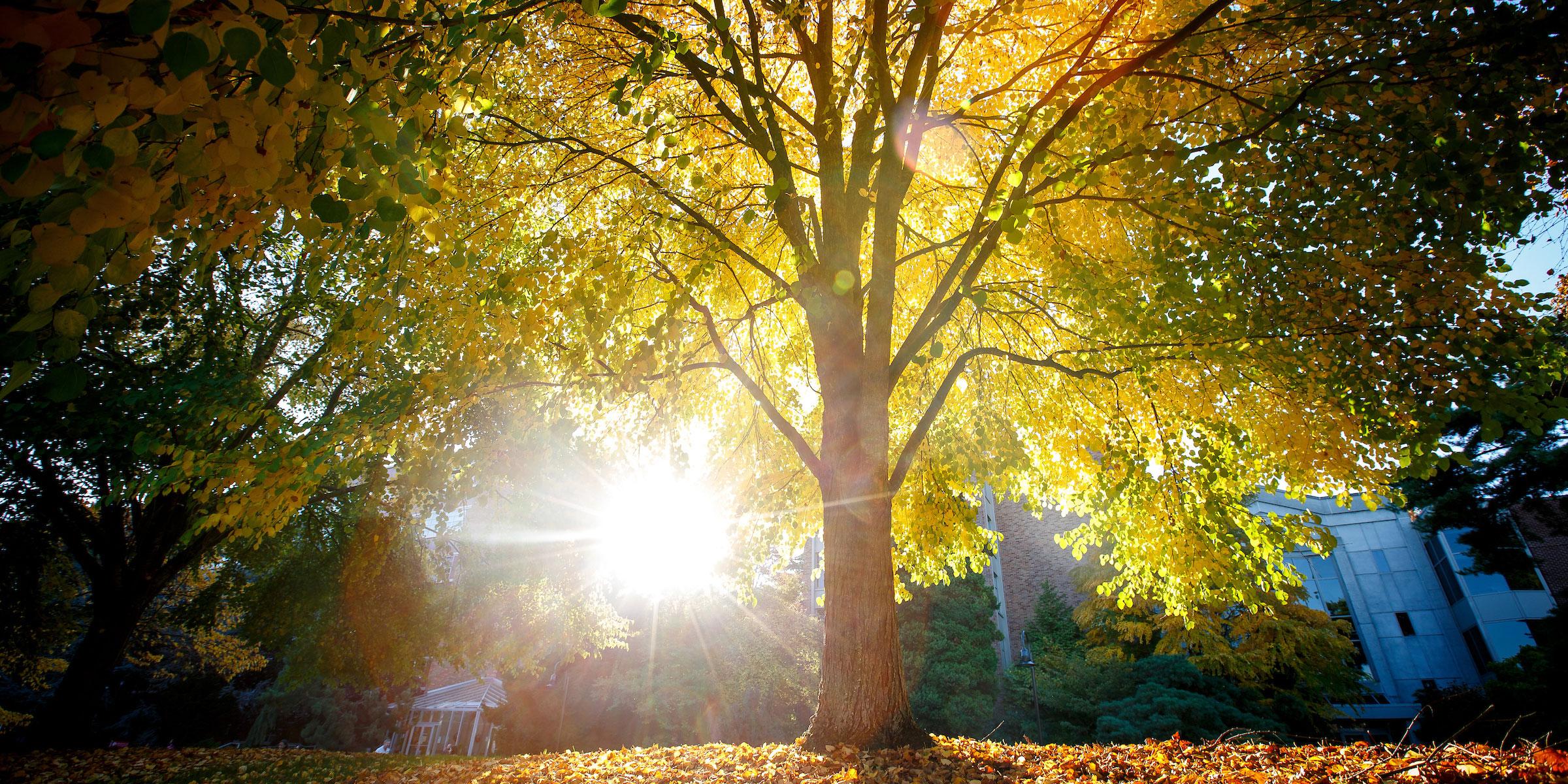 campus tree with leaves illuminated by sunlight 