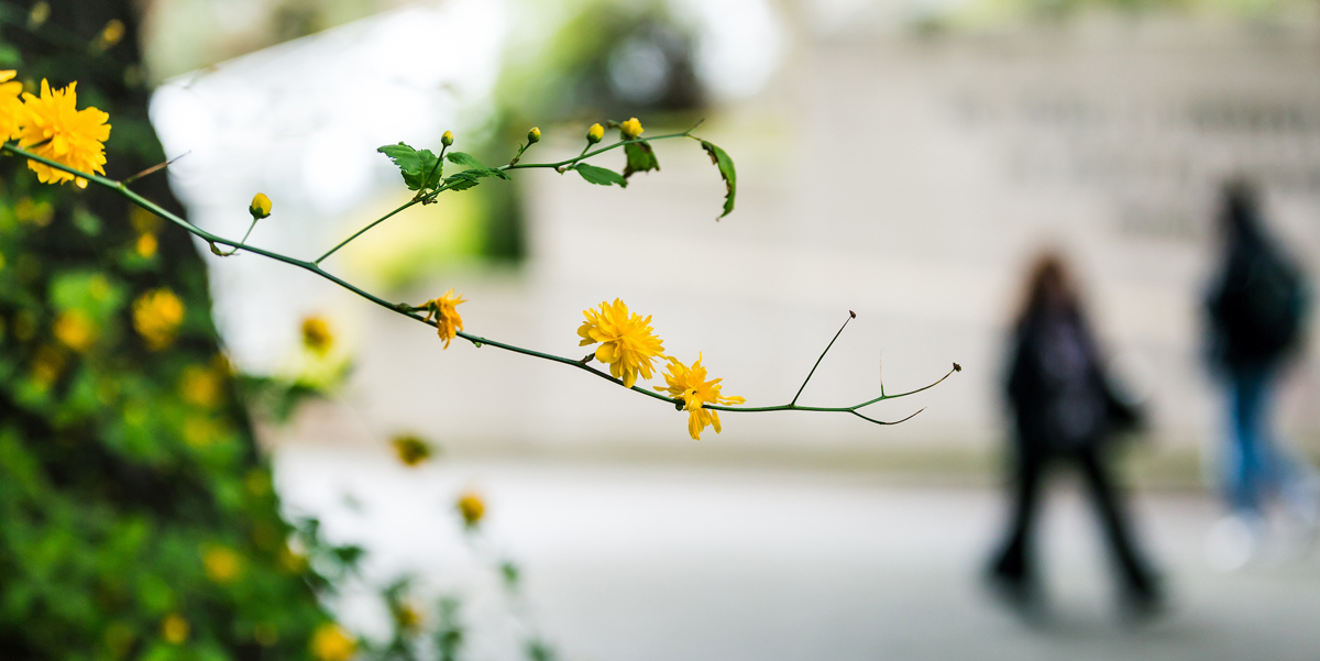 yellow flowers on a tree with students walking through campus in the background