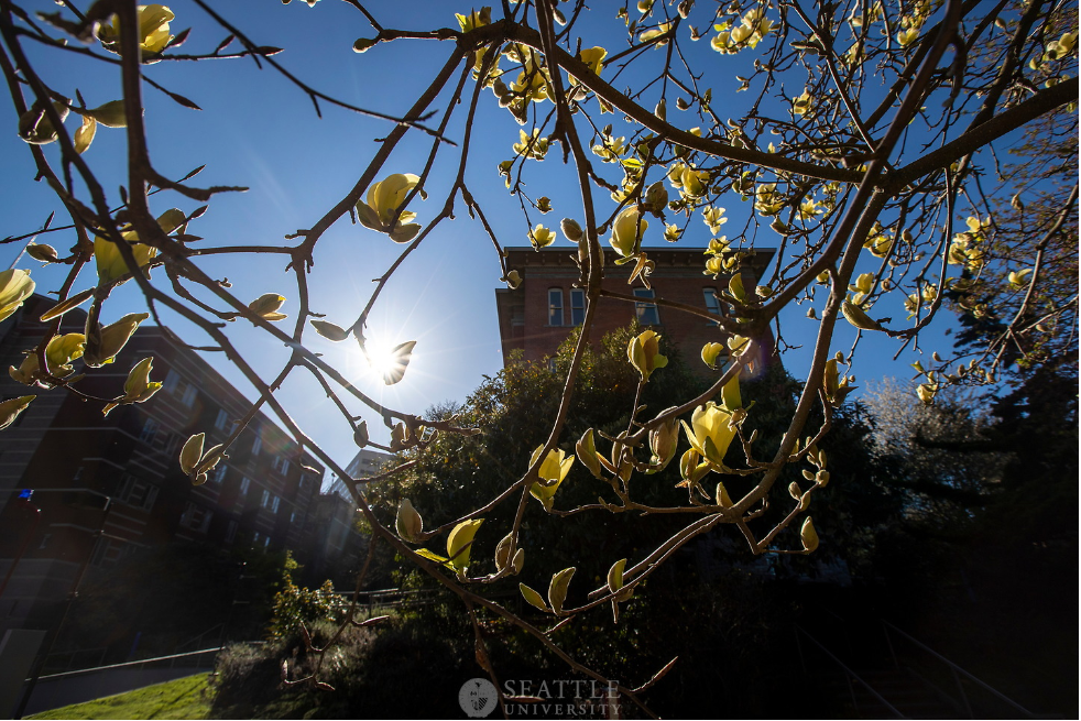 Picture of tree branches infront of building