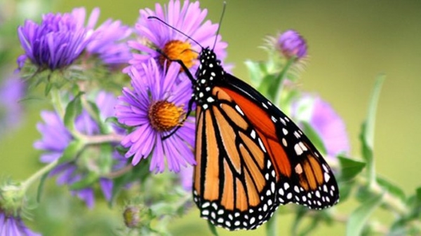 Butterfly on Purple Flowers