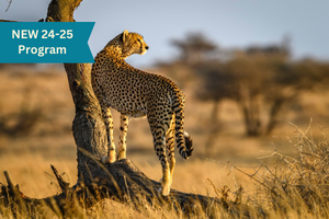 Cheetah standing by a tree