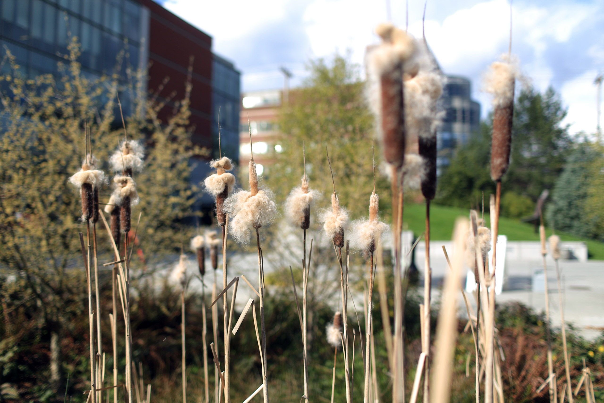 Campus in the background with a plant in the front