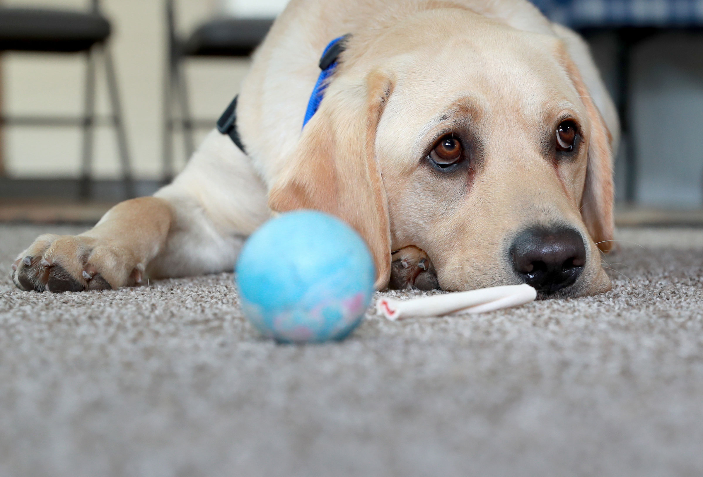 Pup taking a break