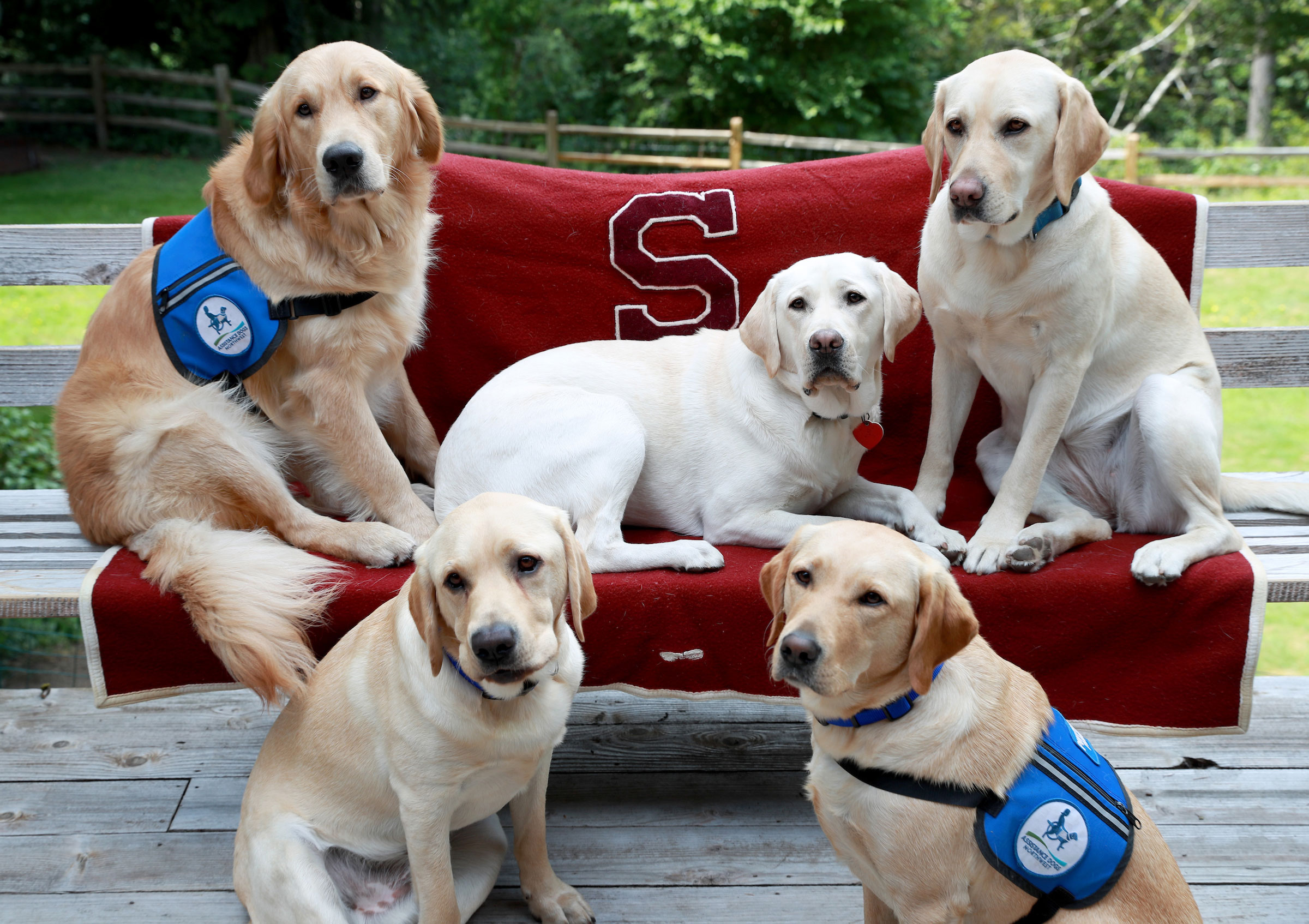 Dogs and SU blanket