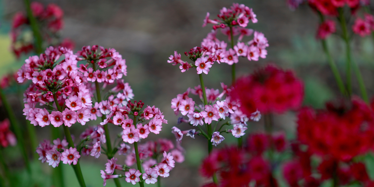 Pink and red flowers on campus