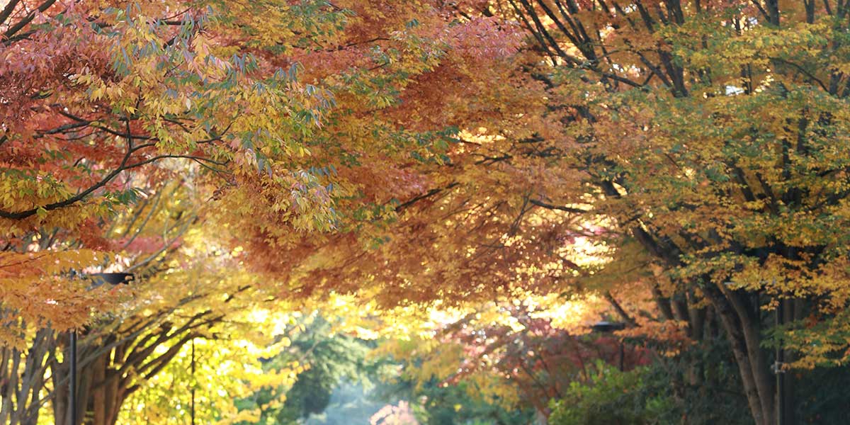 Autumn along the upper mall