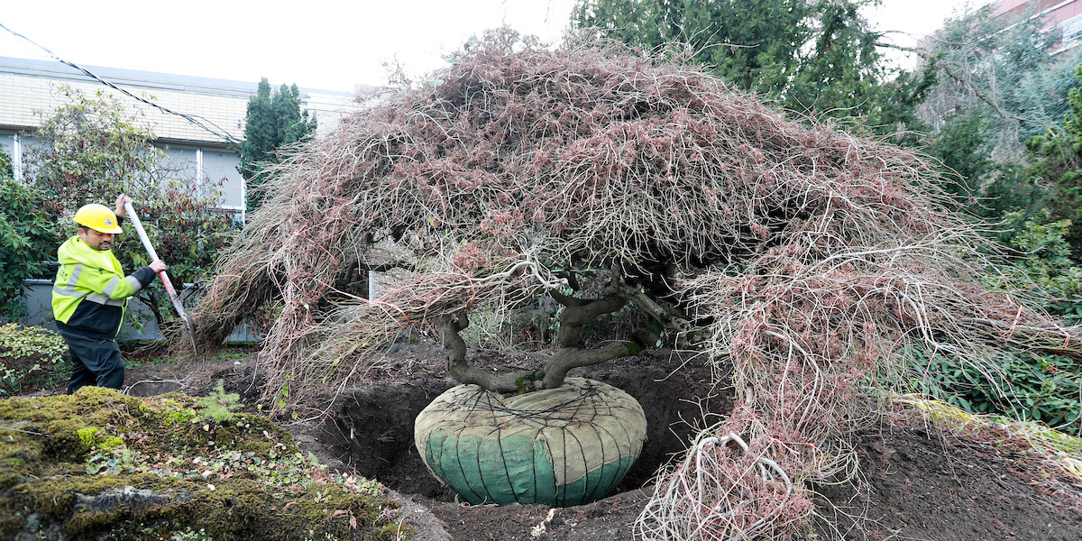 Kubota Japanese Maple in the process of being transplanted