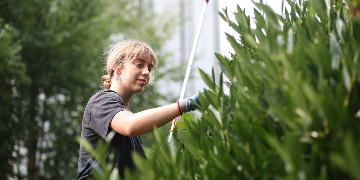 A Seattle U student worker pruning a bush on campus