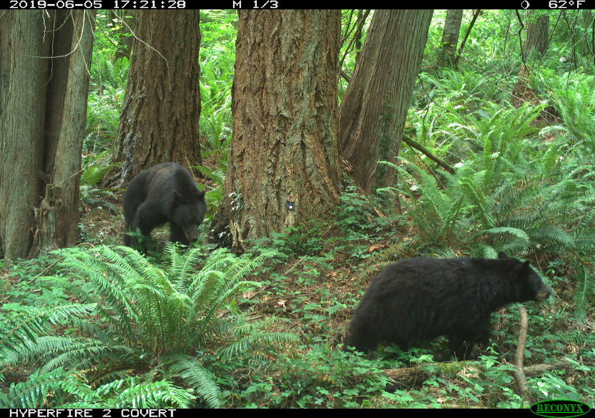 Black bears