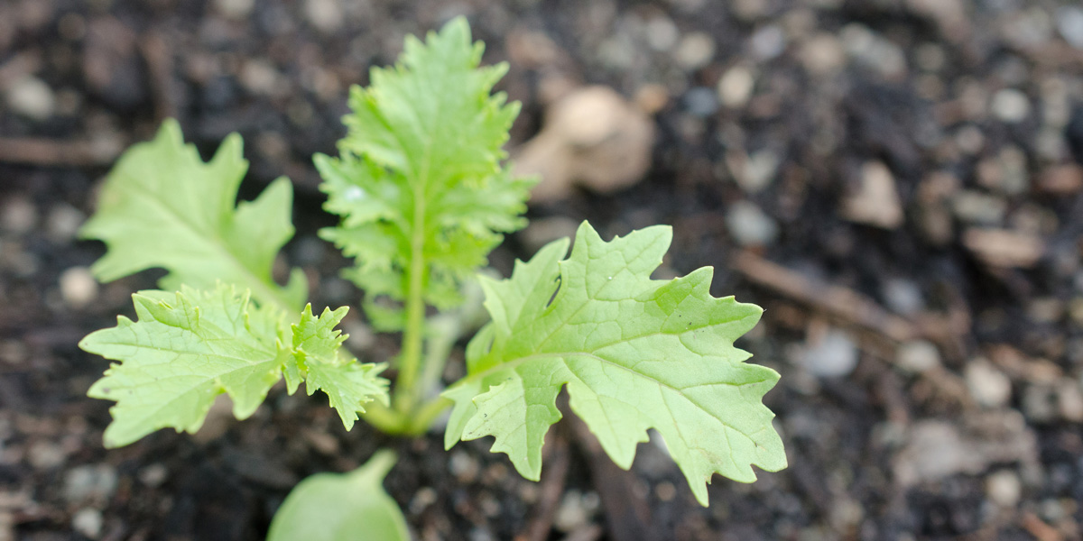 a plant sprouting out of soil