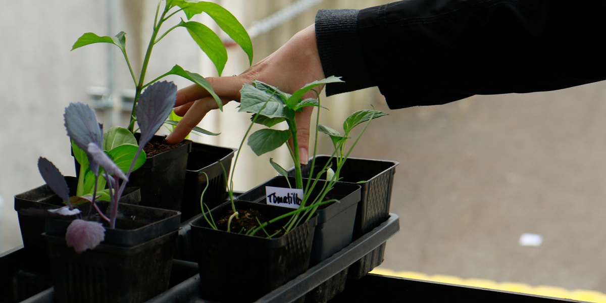 a student grabbing a small planter with sprouts