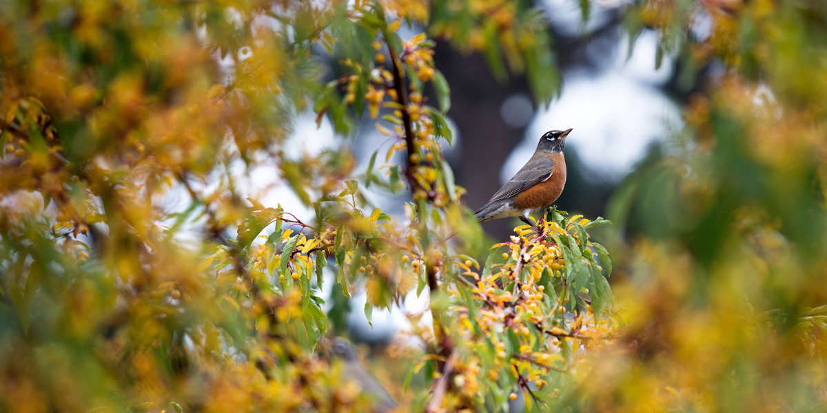 a bird perched atop a tree branch with yellow flowers