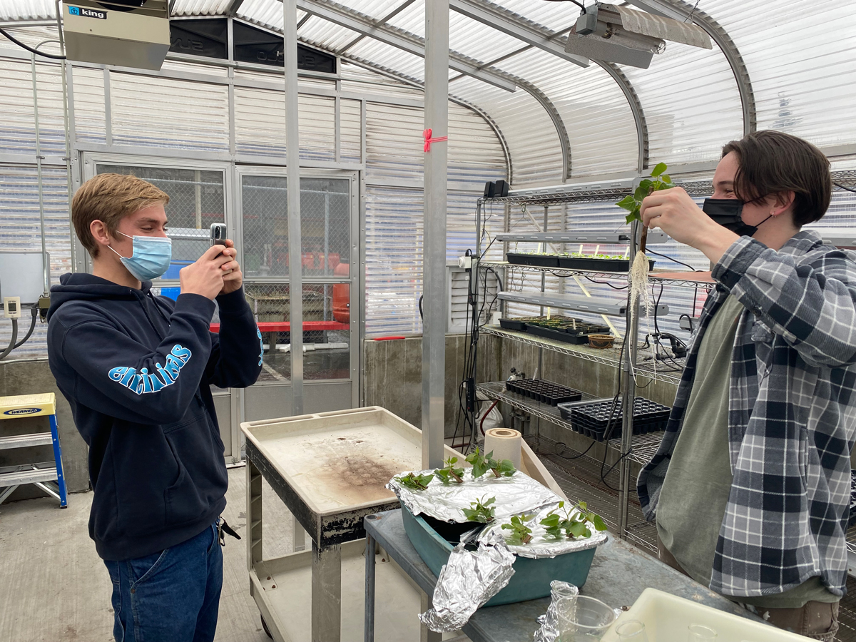   Student holding up a seedling with long roots inside a greenhouse.